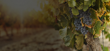 banner mobile regiões